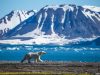 Best Places to Visit in Norway Polar Bears of Norway