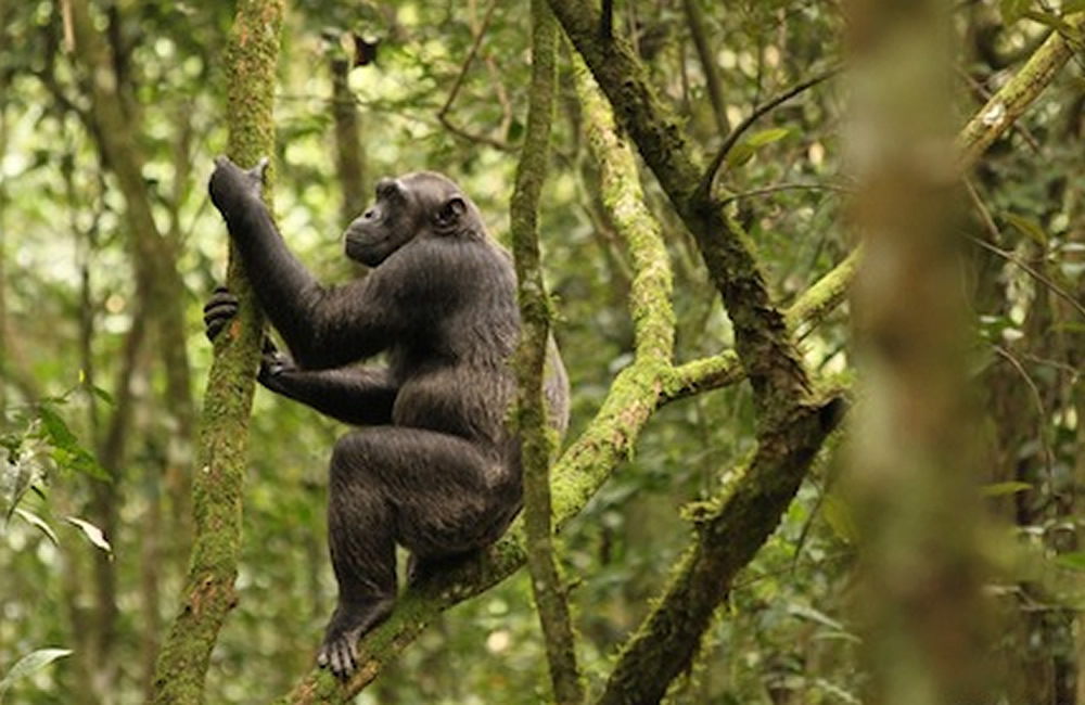 Meet the Primates of Uganda and Rwanda Virunga Chimpanzee