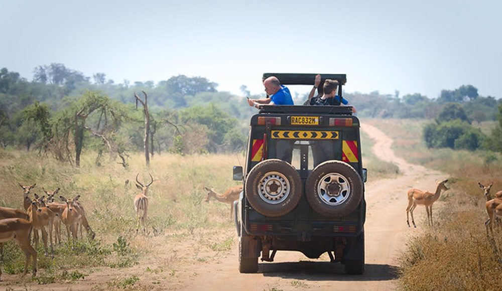 Planning a Perfect Rwanda Safari Rwanda Safari