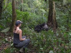 Planning a Gorilla Trekking Safari in Africa Gorilla Trekking